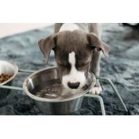 Tigela para cão Confort Kentucky Verde empoado Tigela para cão Confort Kentucky Verde empoado