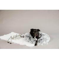 Tigela para cão Confort Kentucky Azul empoeirado