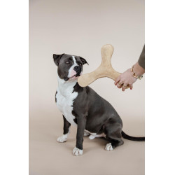 Brinquedo para cão Bumerangue Pastel Kentucky Brinquedo para cão Bumerangue Pastel Kentucky