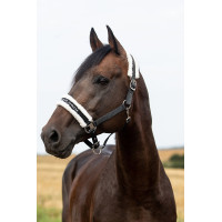 Cabresto Howard Crescendo Horze Preto