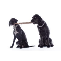 Brinquedo para cão Buddy Knot Bone HKM Natural Castanho Brinquedo para cão Buddy Knot Bone HKM Natural Castanho