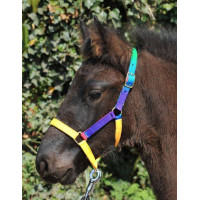 Licol nylon pour Shetland Multicolor HKM Multicolore Licol nylon pour Shetland Multicolor HKM Multicolore