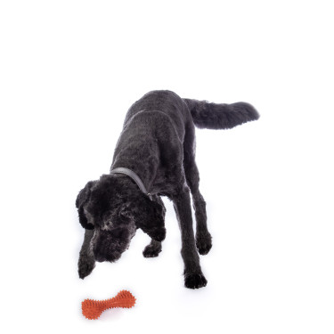 Brinquedo para cão Buddy Bone I borracha natural HKM Laranja