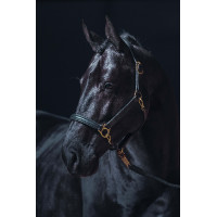 Cabezada de couro Gold HKM Preto