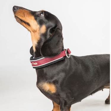 Coleira para cão Charlie Back on Track Bordéus Bordô Coleira para cão Charlie Back on Track Bordéus Bordô