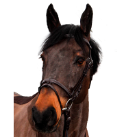 Bridon Canter Club Castanho