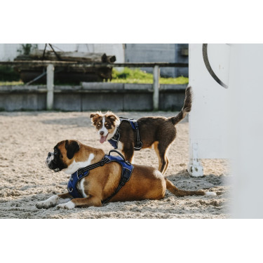 Arnês para cão Riding World Simba Arnês para cão Riding World Simba