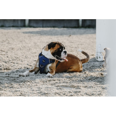 Arnês para cão Riding World Simba Arnês para cão Riding World Simba