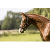 Cabezada Eskadron Fohlen Preto