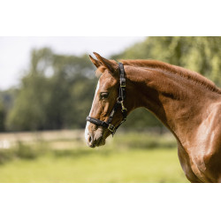 Cabezada Eskadron Fohlen Preto