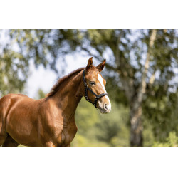 Cabezada Eskadron Fohlen Preto