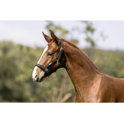 Cabezada Eskadron Fohlen Preto