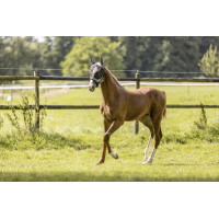 Máscara anti-moscas Eskadron Antracite Cinzento Máscara anti-moscas Eskadron Antracite Cinzento