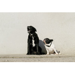 Coleira e trela para cão Equithème Max