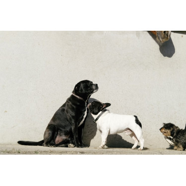 Coleira e trela para cão Equithème Max Coleira e trela para cão Equithème Max