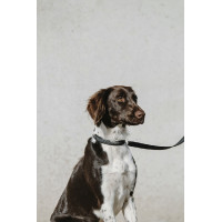 Coleira para cão Equithème...