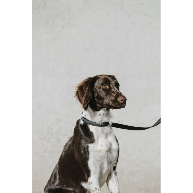 Coleira para cão Equithème Nala