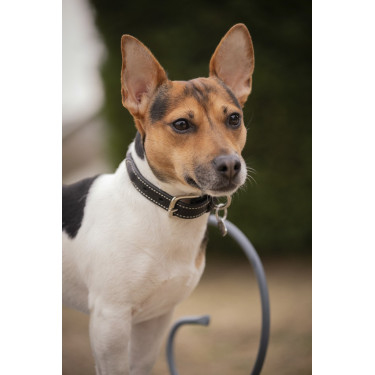 Coleira para cão Pénélope Olie Coleira para cão Pénélope Olie