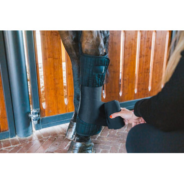 Algodão americano Kentucky Preto