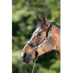 Cabresto de grooming HFI Preto Cabresto de grooming HFI Preto