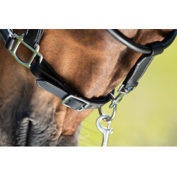 Cabresto de grooming HFI Preto Cabresto de grooming HFI Preto