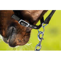 Neoprenhalfter Smart + Nylonführstrick HFI Master Bordéus / castanho Bord&amp;ocirc;