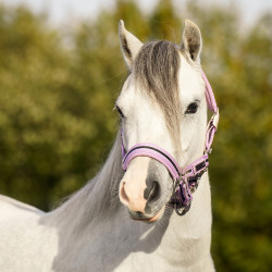 Cabresto HV Polo Classic Stripe Violeta
