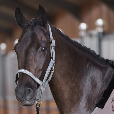 Caveção HV Polo Nena Pedra Cinzento