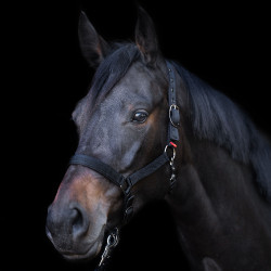 Caveção Yearling Imperial Riding Preto