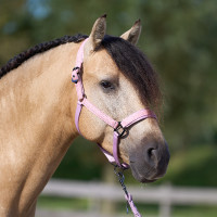 Caveção Imperial Riding Sparkle Bailarina Violeta Caveção Imperial Riding Sparkle Bailarina Violeta