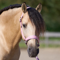 Caveção Imperial Riding Sparkle Bailarina Violeta Caveção Imperial Riding Sparkle Bailarina Violeta