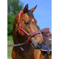 Cabresto e guia Tommy Hilfiger Equestrian Yale Vermelho primário Cabresto e guia Tommy Hilfiger Equestrian Yale Vermelho primário