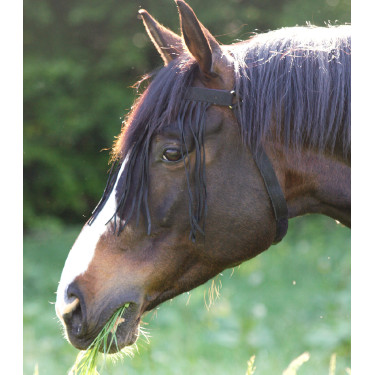 Frontal antimoscas autônomo Waldhausen Preto Frontal antimoscas autônomo Waldhausen Preto