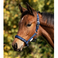 Cabresto Potro Waldhausen Conforto Azul escuro