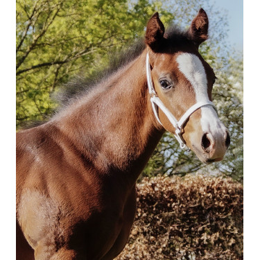 Cabresto de apresentação em couro Star para potro Branco Cabresto de apresentação em couro Star para potro Branco
