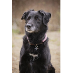 Coleira para cão Penelope Billie