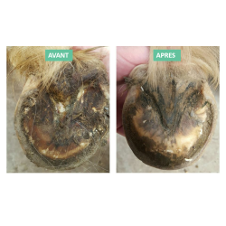 Gel de tratamento para podridão severa dos cascos Ekin Gel de tratamento para podridão severa dos cascos Ekin