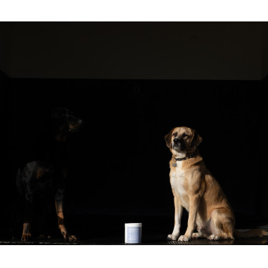 Argila Alodis Care Cani Clay para cão Argila Alodis Care Cani Clay para cão