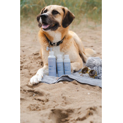 Shampoo Alodis Care Cani Soap para cão