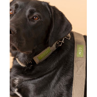 Deixa GEM cão Caqui Kaki Deixa GEM cão Caqui Kaki