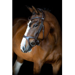 Bridão Montar Monarch couro curtido de forma orgânica Castanho Bridão Montar Monarch couro curtido de forma orgânica Castanho