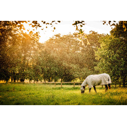 Capa anti-moscas Horseware Newmarket Plus Carvão de madeira witney Cinzento