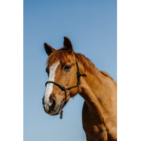 Cabresto etológico de nylon Norton Diams Preto Cabresto etológico de nylon Norton Diams Preto