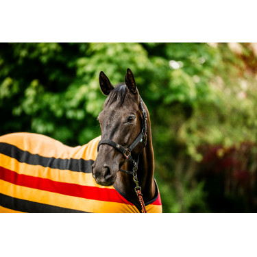 Cabresto e guia Horseware Newmarket Cabresto e guia Horseware Newmarket