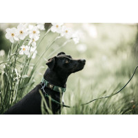 Deixa Kentucky para cão Lagarto Verde-oliva Deixa Kentucky para cão Lagarto Verde-oliva