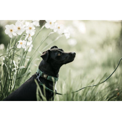 Deixa Kentucky para cão Lagarto