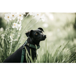 Deixa Kentucky para cão Lagarto Verde-oliva