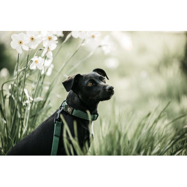 Deixa Kentucky para cão Lagarto Verde-oliva