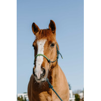 Cabezada etológica + corda Norton Suécia Verde escuro / verde claro