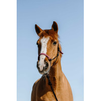 Cabezada etológica + corda Norton Suécia Preto / rosa Cabezada etológica + corda Norton Suécia Preto / rosa